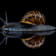 Imagen para el artículo titulado El autor de la foto ganadora de este concurso de fotografía de insectos tenía fobia a los insectos